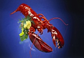 Cooked lobster