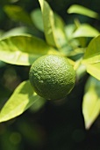 A lime on the tree