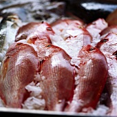 Red snapper on ice