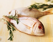 Sea bream with rosemary