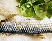 Grey mullet with salt and basil