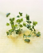 Chervil