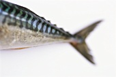 Tail fin of a mackerel