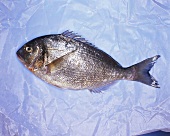 A sea bream