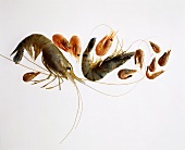 Crustaceans: king prawns, northern shrimps, brown shrimps