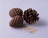 Pine cones and pine nuts
