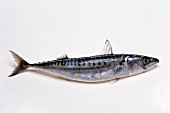 Mackerel