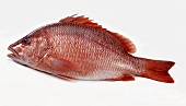 Red snapper