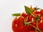 Tomatoes with drops of water