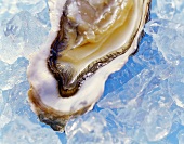 Geöffnete Auster auf Eis