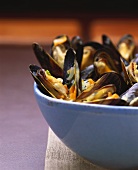 Mussels in beer stock