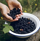 Freshly picked blackberries
