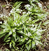 Flowering ramsons (wild garlic)
