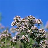 Flowering oregano