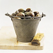 Clams in a bucket with a brush