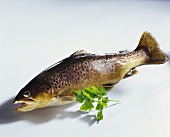 A trout