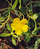 Bachblüte: Gelbes Sonnenröschen (Helianthemum nummularium)