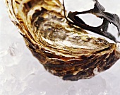 An oyster