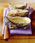 Three oysters with knife