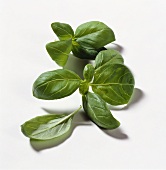 Basil leaves