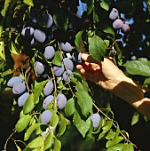 Picking plums