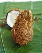 Coconut