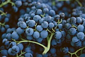Red wine grapes (filling the picture)