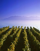 Vineyard near Montreux on Lake Geneva (Switzerland)