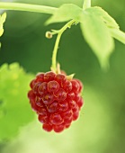 A raspberry on the bush