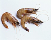 Three fresh shrimps