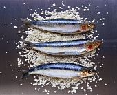 Three sardines lying on coarse salt