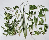 Various herbs on marble slab