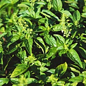 Fresh basil (filling the picture)