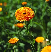 Marigolds in the open air