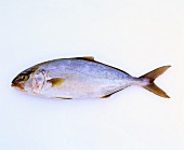 Small tuna