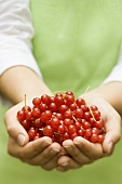 Hands holding fresh redcurrants