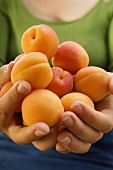 Hands holding fresh apricots