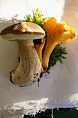 Two chanterelles and a cep lying on a cloth