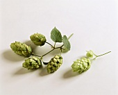 Hopfen