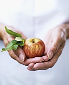 Hands holding an apple with leaves