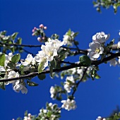 Apple blossom on the tree