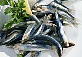 Fresh sardines