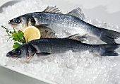 Sea bass on ice