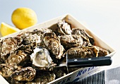 Crate of 'Sylter Royal' oysters