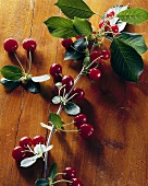 Sour cherries on the branch