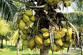 Kokosnüsse an der Palme (Thailand)
