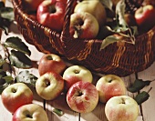 Apples (Jacob Fischer variety)