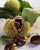 Sweet chestnuts in their shells and leaves