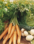 Still life with carrots, white turnips and savoy cabbage