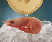 Cooked shrimp on ice and a slice of lemon
